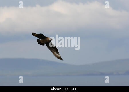 Great Skua Stercorarius Skua im Flug über Heide, Shetland-Inseln, August Stockfoto