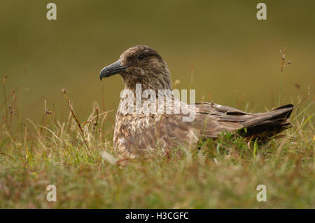 Great Skua Stercorarius Skua nisten auf Moorland, Shetland-Inseln, August Stockfoto