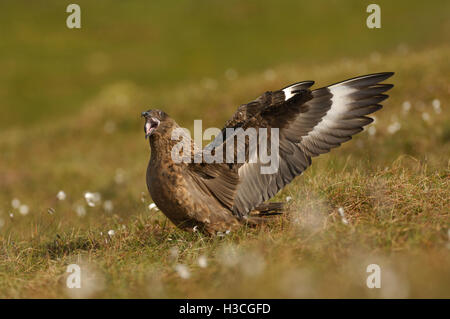 Great Skua (Stercorarius Skua) aufrufen und Anzeigen für Mate, Shetland-Inseln, Juni Stockfoto