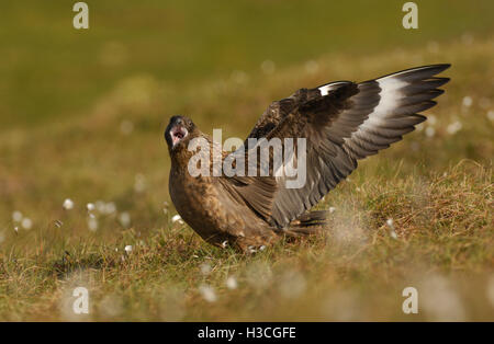 Great Skua (Stercorarius Skua) aufrufen und anzeigen zu Paaren, Shetland-Inseln, Stockfoto