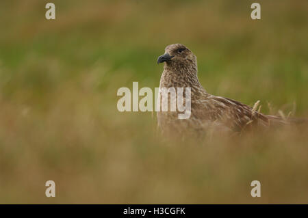 Great Skua Stercorarius Skua nisten auf Moorland, Shetland-Inseln, August Stockfoto