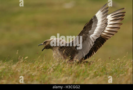 Great Skua Stercorarius angezeigt werden, um auf Moorland, Shetland-Inseln, August Paaren Stockfoto