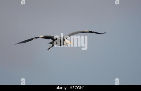 Grey Heron Ardea Cinerea im Flug auf Baumkronen nisten, Herts, März Stockfoto