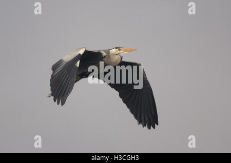 Grey Heron Ardea Cinerea im Flug auf Baumkronen nisten, Herts, März Stockfoto