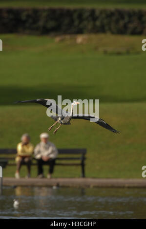 Grey Heron Ardea Cinerea im Flug auf Baumkronen nisten, Herts, März Stockfoto