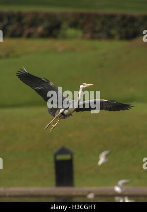 Grey Heron Ardea Cinerea im Flug auf Baumkronen nisten, Herts, März Stockfoto