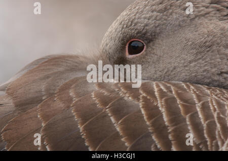 Graugans (Anser Anser) hautnah beim Schlafplatz, Gloucestershire, Januar 2008 Stockfoto