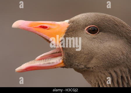 Graugans (Anser Anser) ruft zu Rivalen, Gloucestershire, Januar 2008 Stockfoto