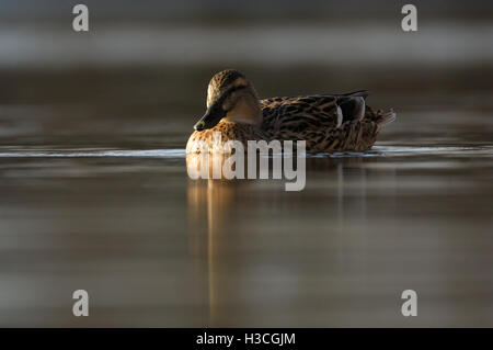 Weibliche Stockente Anas Platyrhynchos Porträt im Abendlicht, Essex, Januar Stockfoto