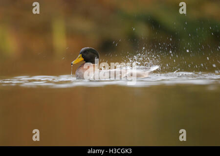 Stockente Anas Platyrhynchos Baden im seichten See, Essex, Dezember Stockfoto