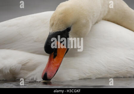 Höckerschwan Cygnus Olor putzen, Essex, März Stockfoto