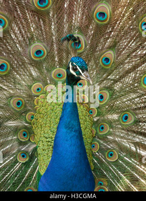 Pfau (Pavo Cristatus) Anzeigen von Federn, Essex Stockfoto