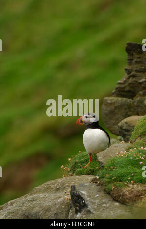 Papageitaucher Fratercula Arctica auf Klippe, Shetland-Inseln, August Stockfoto