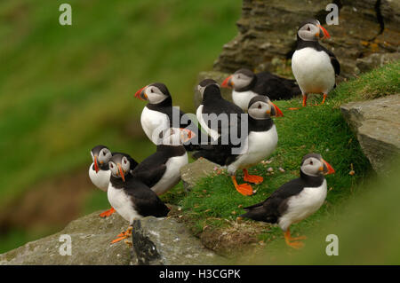 Papageitaucher Fratercula Arctica Nahaufnahme der Gruppe am Rande der Klippen, Shetland-Inseln, August Stockfoto