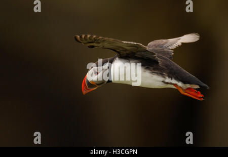 Papageitaucher (Fratercula Arctica) im Flug, Shetland-Inseln, Juni Stockfoto