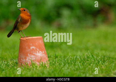 Robin (Erithacus Rubecula) sitzen im Garten Pot, Devon, Oktober 2007 Stockfoto