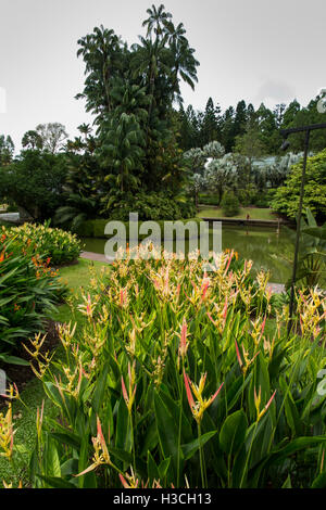 Singapur, botanischen Gärten, bunte tropische Blumen am See Symphony Stockfoto