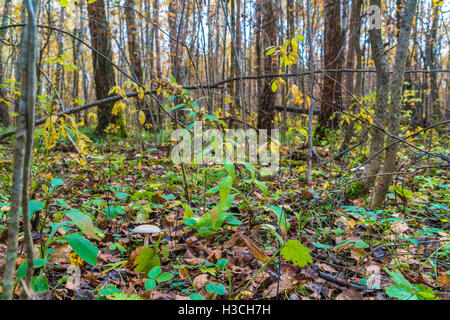 Сlouded Agaric (Clitocybe Nebularis) Speisepilz unter Laub im herbstlichen Wald Stockfoto