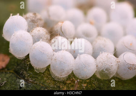Extreme Vergrößerung - Eiern Stink Bug Stockfoto