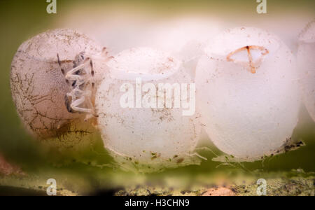 Extreme Vergrößerung - Eiern Stink Bug Stockfoto
