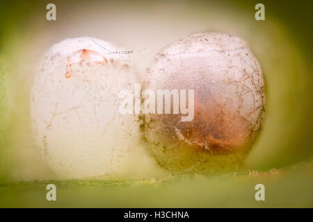 Extreme Vergrößerung - Eiern Stink Bug Stockfoto