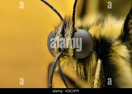 Extreme Vergrößerung - Schmetterling-Kopf, Vorderansicht Stockfoto