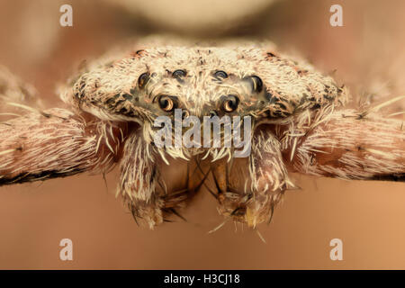 Extreme Vergrößerung - flache Spinne, Krabben, Vorderansicht Stockfoto