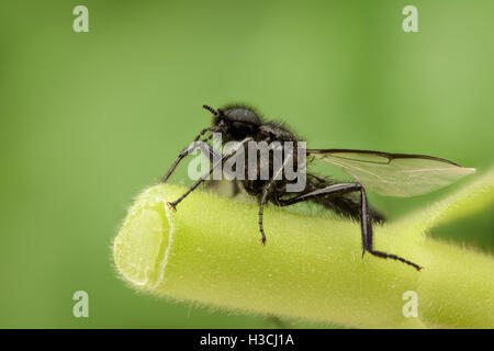 Schwarze Wespe in der Natur Stockfoto