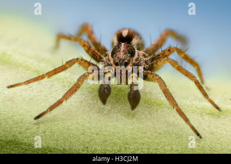 Extreme Vergrößerung - Spider auf einem Blatt, Vorderansicht Stockfoto
