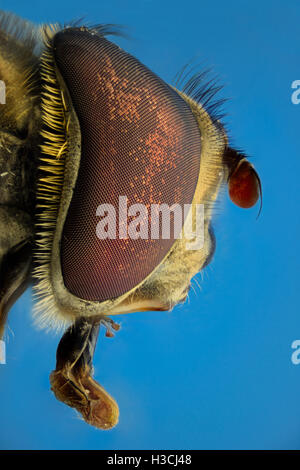 Extreme Vergrößerung, Fake-Biene, Seitenansicht Stockfoto