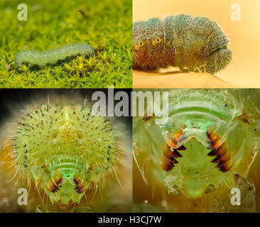 Grüne Raupe Closeup, hohe Vergrößerung Zusammenstellung Stockfoto