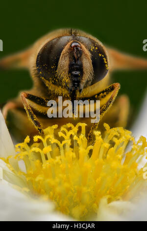 Extreme Vergrößerung - Biene Bestäubung, front Ansicht Stockfoto