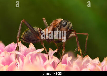 Hohe Vergrößerung - Ameise auf Blume Stockfoto