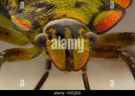 Extreme Nahaufnahme des farbigen Stink Bugs Stockfoto