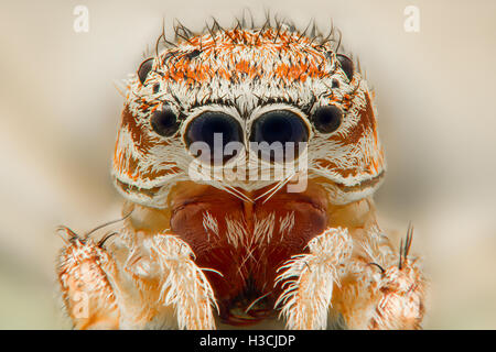 Extreme Vergrößerung - Jumping Spider Portrait, Vorderansicht Stockfoto