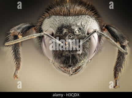 Extreme Vergrößerung - Riesen schwarze Wespe Stockfoto