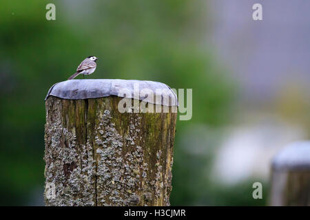 Bachstelze (Motacilla Alba) thront auf alten Pier Post. Info-See. Oberbayern. Deutschland. Stockfoto