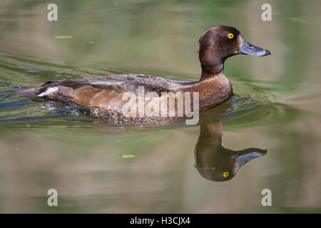 Reiherenten (Aythya Fuligula) Weibchen Schwimmen im Wasser. Chiemsee. Oberbayern. Deutschland. Stockfoto