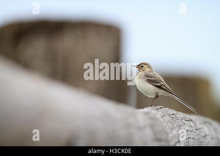 Bachstelze (Motacilla Alba), juvenile thront auf alten Pier Post. Chiemsee. Oberbayern. Deutschland. Stockfoto