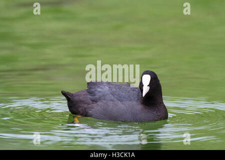 Gemeinsamen Blässhuhn (Fulica Atra) Schwimmen im Wasser. Chiemsee. Oberbayern. Deutschland. Stockfoto