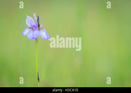 Sibirische Schwertlilie (Iris Sibirica). Chiemsee. Oberbayern. Deutschland. Stockfoto