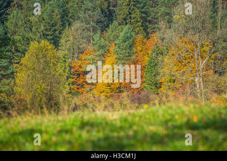 Herbstliche Landschaft vergilbte Herbst Waldbäume und gefallene Herbstlaub. Stockfoto