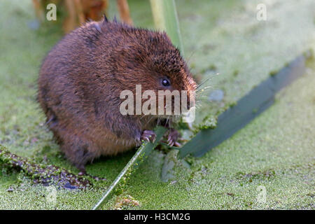 Schermaus, (Arvicola Amphibius), Essen Stockfoto