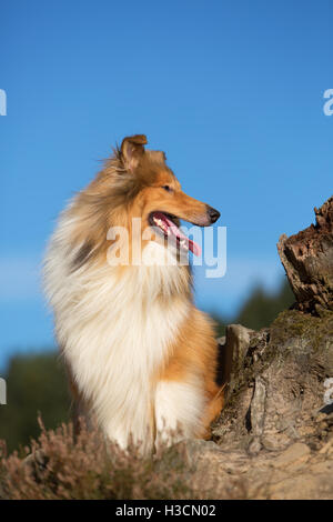 Porträt von einem Collie Hund sitzt neben einem Baum-stub Stockfoto