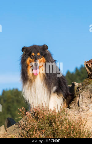 Porträt von einem Collie Hund sitzt neben einem Baum-stub Stockfoto