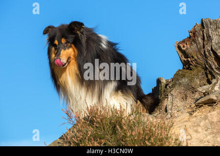 Porträt von einem Collie Hund sitzt neben einem Baum-stub Stockfoto