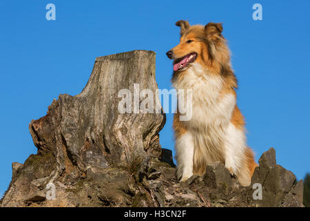 Porträt von einem Collie Hund sitzt neben einem Baum-stub Stockfoto