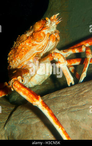 Japanische Seespinne (Macrocheira Kaempferi), Oregon Coast Aquarium, Newport, Oregon Stockfoto