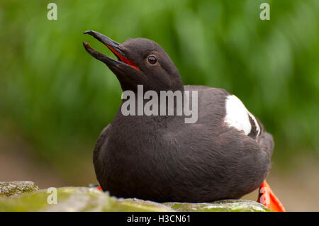 Taube Guillemot (Cepphus Columba), Oregon Coast Aquarium, Newport, Oregon Stockfoto