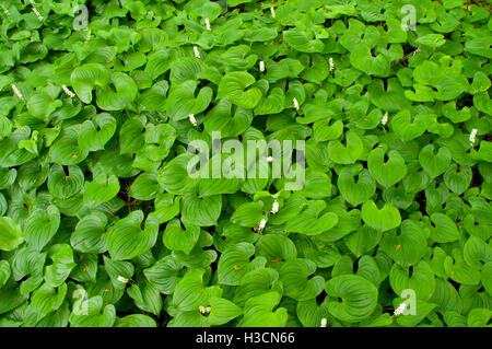 Wild Lily Of The Valley (Maianthemum Canadensis), Yaquina Bay State Park, Newport, Oregon Stockfoto